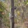 Madagascar - Canyon des Makis