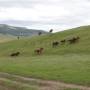 Mongolie - Vallee de l Orkhon