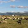 Mongolie - Vallee de l Orkhon