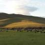 Mongolie - Vallee de l Orkhon