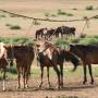 Mongolie - Le petit Gobi