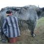 Mongolie - Vallee de l Orkhon