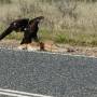 Australie - Le plus grand aigle d