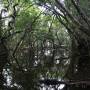 Australie - Encore la forêt....