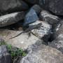 Australie - Copain lézard de la plage