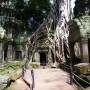 Cambodge - TA PROHM