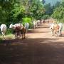 Cambodge - 