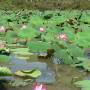 Australie - Kakadu.