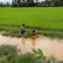 Cambodge - Des enfants au bord des rizieres