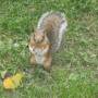 Canada - Ecureuil pas très farouche au parc Lafontaine sur le plateau du mont royal