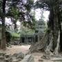 Cambodge - Ta Prohm