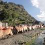 Népal - Trek Annapurnas