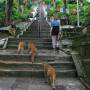 Népal - Monkey temple