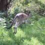 Australie - encore un mais il saute !!!!