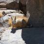 Bolivie - Le lapin des Andes