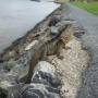 Australie - iguane le long de la brisbane river