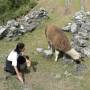 Pérou - Le Machu Pichu