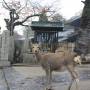 Japon - un Daim va au temple... étrange 