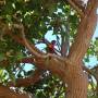 Australie - 