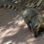 Argentine - Faune  du parc d Iguazu 1