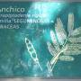Argentine - Flore  du parc d Iguazu 1