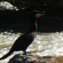 Argentine - Faune  du parc d Iguazu 4