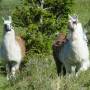 Argentine - Les llama, prononcez chama en Argentine