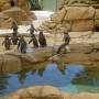 Australie - Sea World, les pinguins