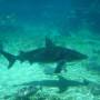 Australie - Sea World, requin tigre