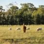 Australie - 