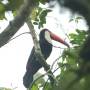 Argentine - Grand toucan