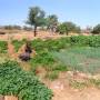 Mali - Ils font pousser de ces trucs sur les rochers!!