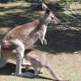 Australie - 