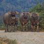 Viêt Nam - Bac Ha, dans les montagnes du nord