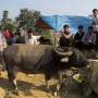 Viêt Nam - Bac Ha, dans les montagnes du nord