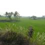 Inde - vue du train de Chennai a Pondi