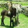 Pérou - 