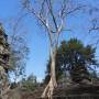 Cambodge - 