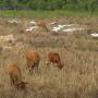 Cambodge - 