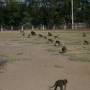 Thaïlande - 