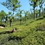 Inde - dans les plantations de the