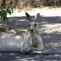 Australie - Tropique au compteur, change pas l