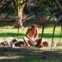 Thaïlande - 