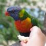 Australie - Un loriquet arc-en-ciel