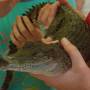 Australie - moyen crocodile