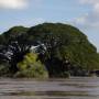 Laos - Arbre géant sur les bords du Mékong