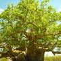Australie - 