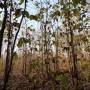 Burkina Faso - Forêt de tek