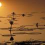 Burkina Faso - Sur le lac de Tengrela