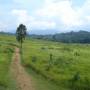 Thaïlande - Calaos, gibbons, macaques, anaconda...